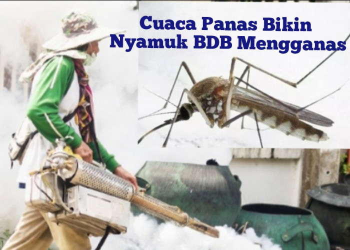 Waspada, Cuaca Panas Bikin Nyamuk BDB Mengganas, Begini Mengatasinya