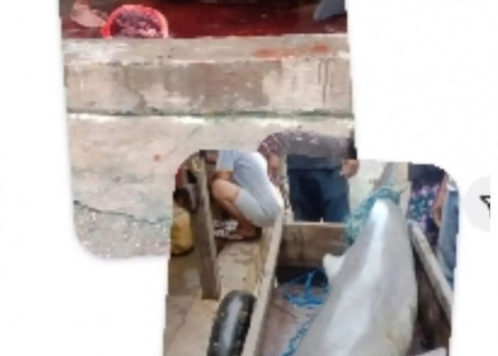 Viral! Buat Geram di Sulawesi Lumba-Lumba Ditangkap dan Dipotong-potong
