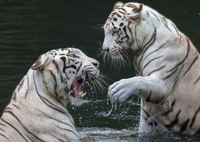 Ternyata, Ada Penemuan Baru Harimau Putih di Ujung Timur Laut Siberia