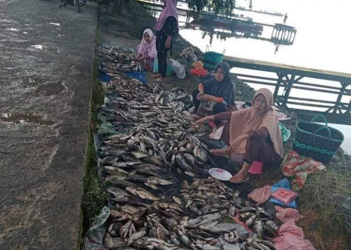Penomena Ikan Mabok Kembali Terjadi di Perairan Danau Ranau   
