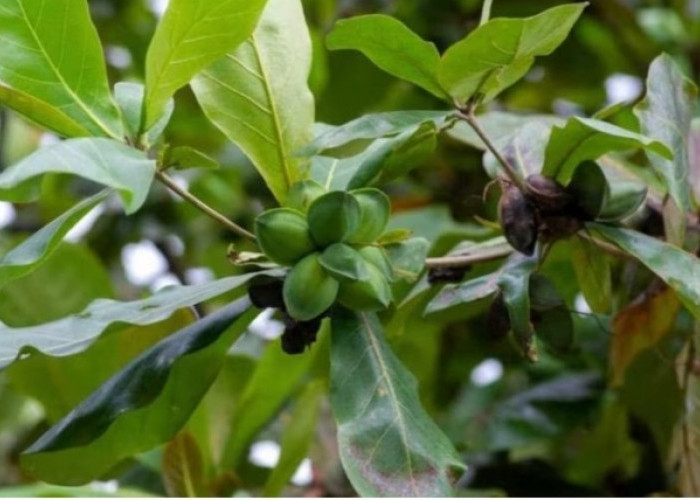 Terminalia Catappa (Daun Ketapang) Dipercaya Dapat Mengatasi Berbagai Masalah Kesehatan