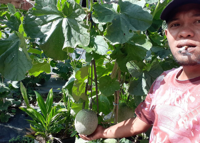 Ini Inovasi Pekarangan: Melon Berkualitas dari Tanjung Jaya Buay Pemaca OKU Selatan