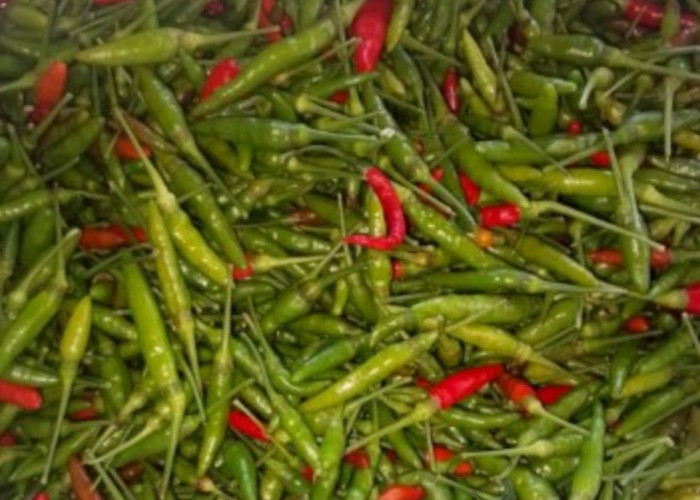 CABAI MEROKET TURUN! Dari Rp80 Ribu ke Rp35 Ribu/Kg, Pasar Saka Selabung Diserbu Pembeli