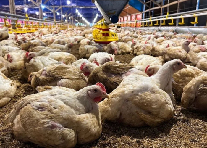 Arab Saudi Hentikan Sementara Impor Unggas Indonesia, Pemerintah Siapkan Langkah Perbaikan Standar