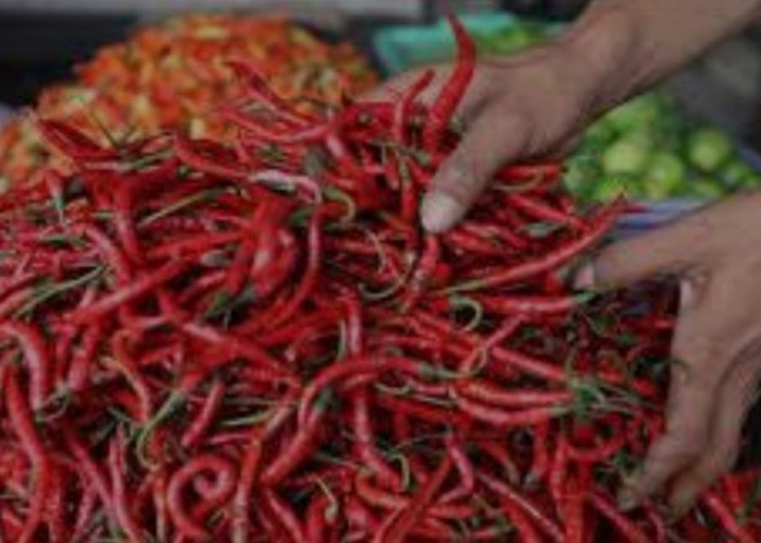 Pasokan Menipis, Harga Cabai Merah Keriting Capai Rp 90 Ribu