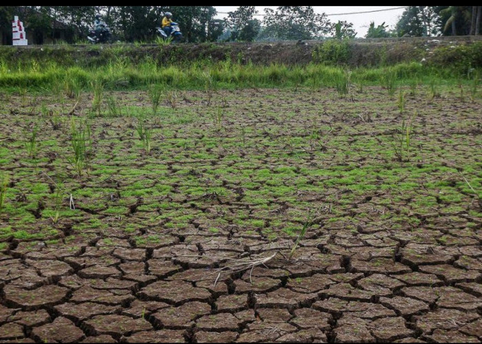 BMKG: Kemarau 2026 Diprediksi Lebih Kering dan Panjang