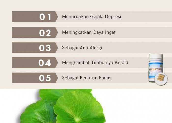 Tahukah Anda Ini Manfaat Daun Pegagan Bagi Kesehatan