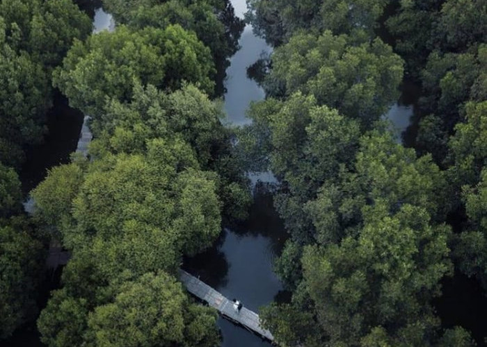 Keajaiban Pantai Mangrove Teluk Naga, Wisata Alam Tersembunyi dengan Tiket Terjangkau