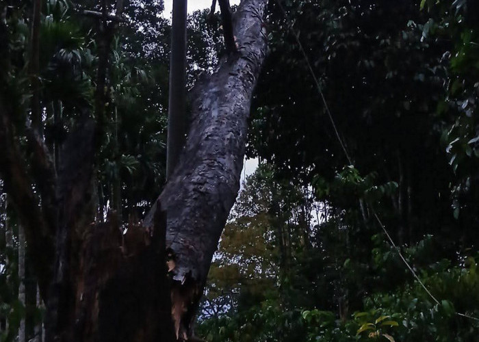 Pohon Tumbang di Sunur dan Kisam Tinggi, Ganggu Jaringan Listrik OKU Selatan