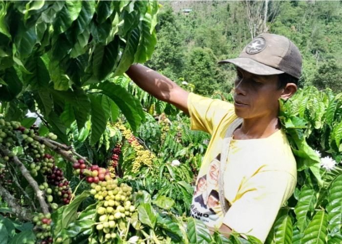 Jelang Panen, Petani Kopi di OKUS Cemas Harga Berangsur Turun
