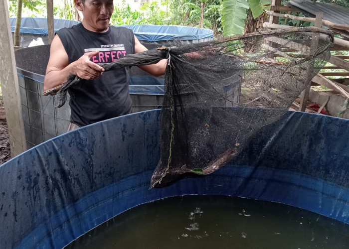 Pemdes Gemiung Berhasil Panen 1.258 Kg Ikan Lele