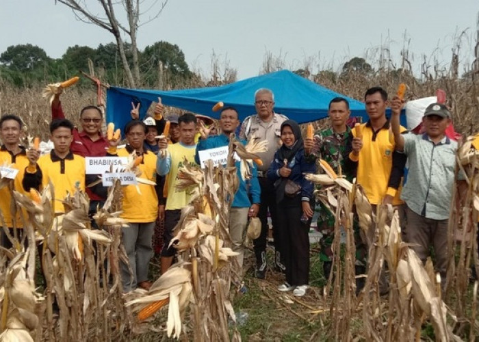 Pemdes dan Kelompok Tani Desa Karang Agung Panen Jagung