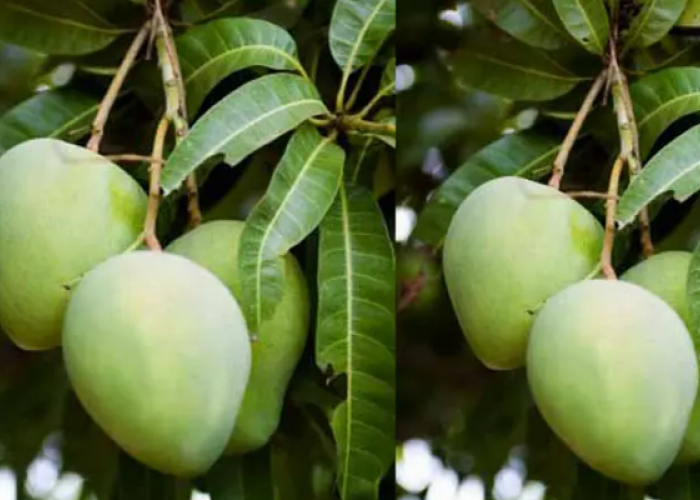 Atasi Asam Urat Hingga Penyakit Mata! Daun Mangga Menawarkan Keajaiban Kesehatan?