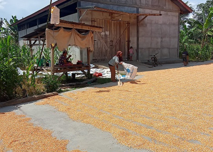 Kabar Buruk Bagi Petani Jagung, Awal Tahun Harga Anjlok