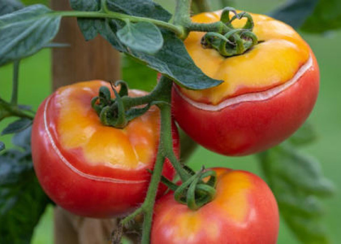 BAHAYA! Perhatikan Kondisi Tomat Retak Sebelum Dikonsumsi