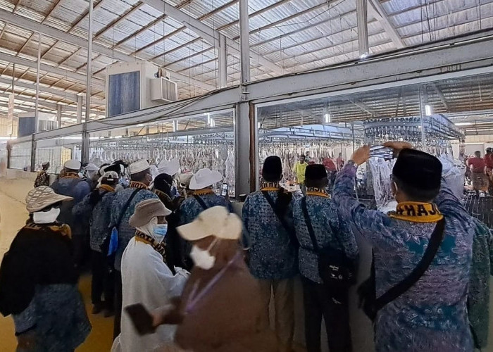 Daging Dam Jemaah Haji Indonesia Dapat Disembelih dan Dibagikan di Tanah Air? 
