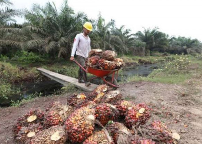 Investasi Perkebunan dan Energi Dongkrak Pertumbuhan Ekonomi Sumsel