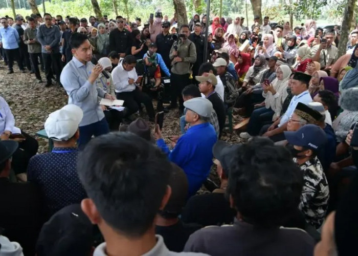 Wapres Gibran Turun ke Sentra Singkong, Siapkan Solusi Harga hingga Pembatasan Impor