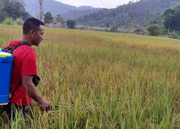 Sawah di OKU Selatan Terancam Gagal Panen Akibat Penyakit dan Kurangnya Pupuk