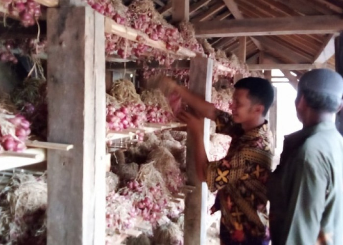 Desa di Kabupaten OKU ini Mampu Hasillkan 11 ton Bawang  Tiap Kali Panen
