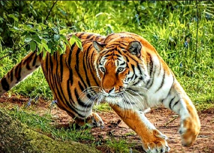 Manusia Harimau di Sumatera: Antara Legenda, Mitos, dan Realitas Perlindungan Harimau Sumatera