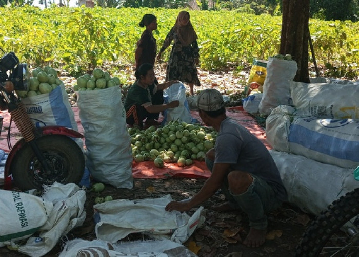 Kemarau Panjang Merusak Tanaman Terong Petani di OKU Selatan