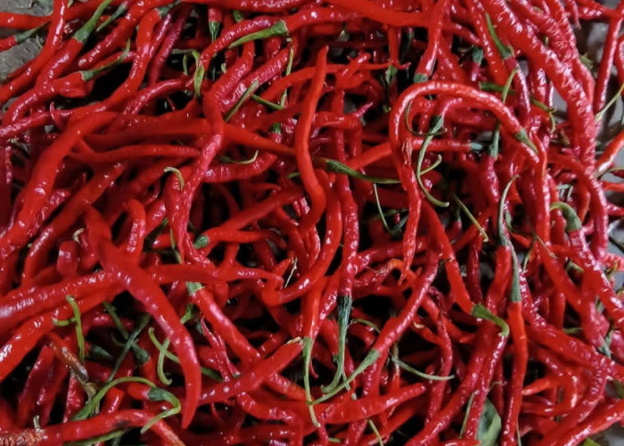 Harga Cabai di Pasar Saka Selabung Turun, Kini Rp27 Ribu per Kilogram