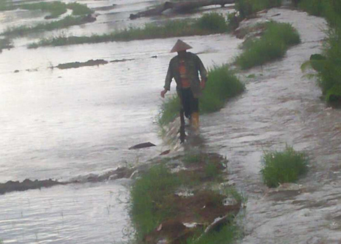 Terendam Banjir, Puluhan Hektar Sawah Di OKU Selatan Terancam Gagal Panen