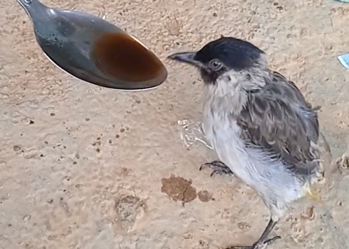 Burung Kutilang Gemar Minum Kopi, Viral di Medsos!