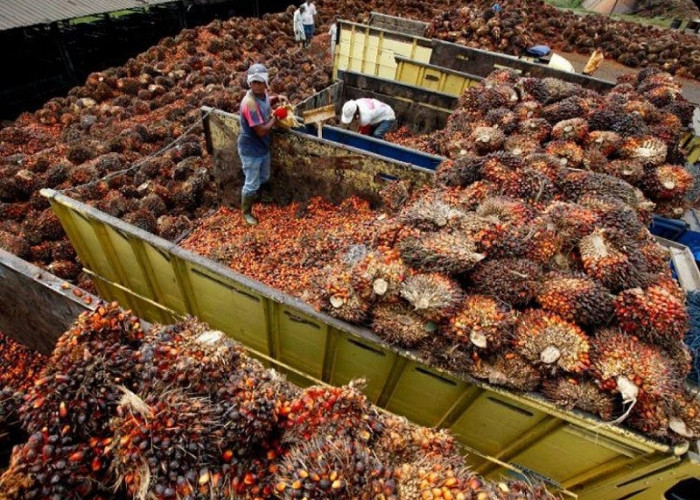 Harga TBS Sawit Jambi Anjlok Lagi! Petani Meradang, Turun Rp55,42 per Kg Periode 13–19 Februari 2026