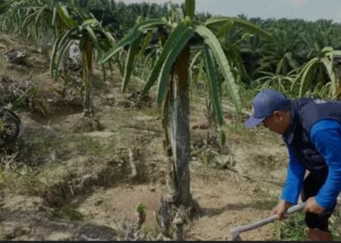 Budidaya Buah Naga di OKU Selatan: Solusi Bertani di Lahan Kering