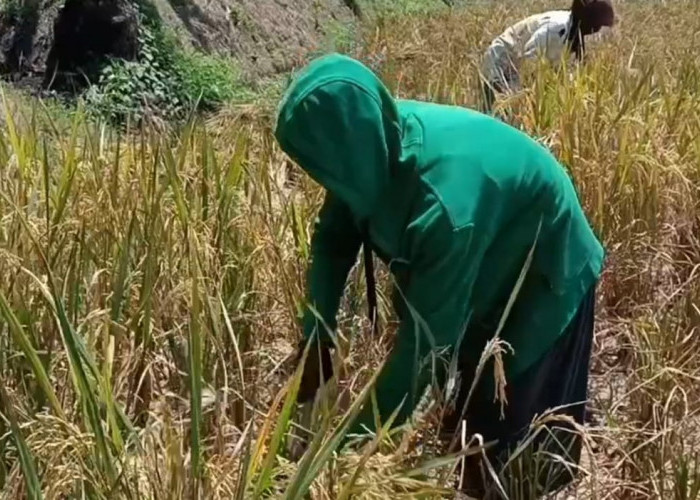 Kemarau Panjang Hasil Panen Padi Turun Drastis