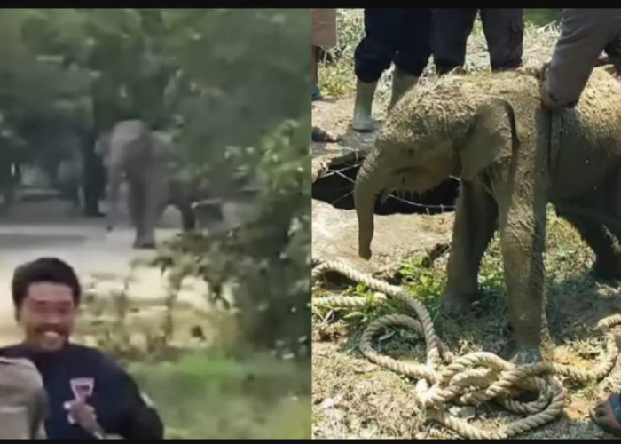 Kawanan Gajah Liar Masuk Mess Karyawan di Siak, Riau, Video Viral di Media Sosial