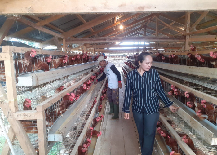 BUMDes Tanjung Jaya Mampu Menghasilkan Hingga 52 Karpet Telur Ayam Setiap Hari