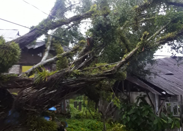 Diterjang Angin, Pohon Beringin Tua Tumbang Timpa Penampungan Air dan Eks Balai Desa