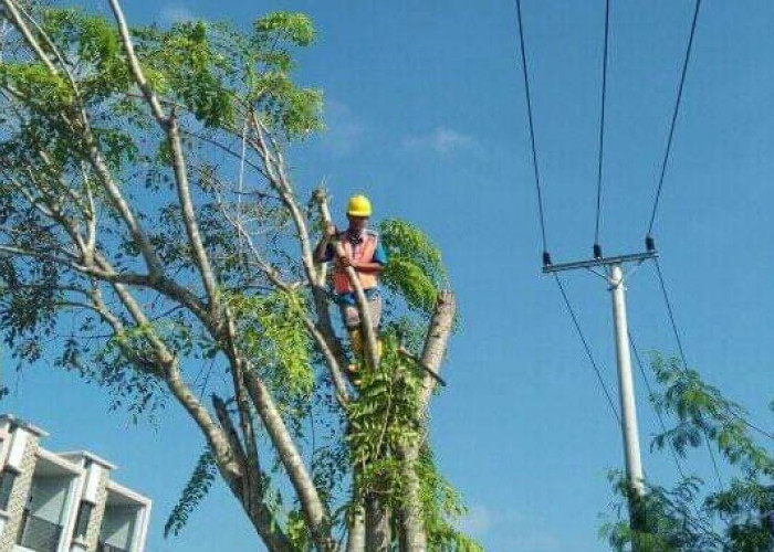 Antisipasi Listrik Sering Padam, PLN Pasang Perangkap Tupai Hingga Ganti Isolator