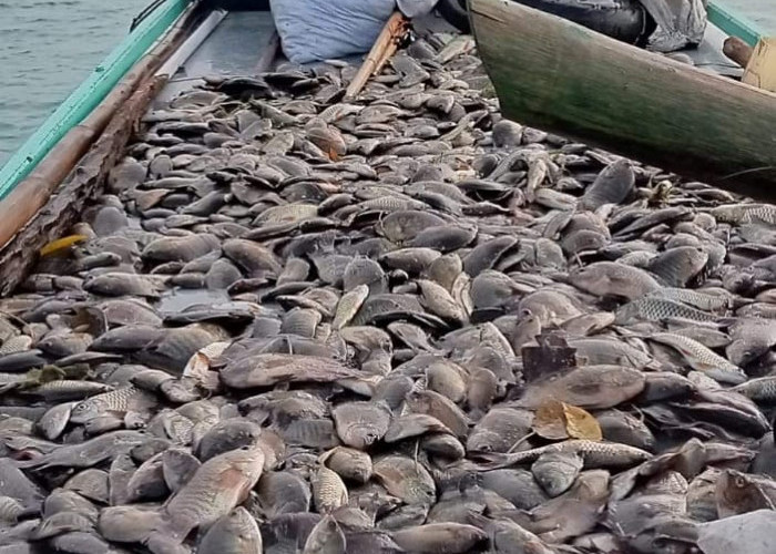 Gawat! Danau Ranau “Bentelahan” Lagi, Gejala Belerang Naik Jutaan Ikan Mabuk dan Mengapung Dipermukaan