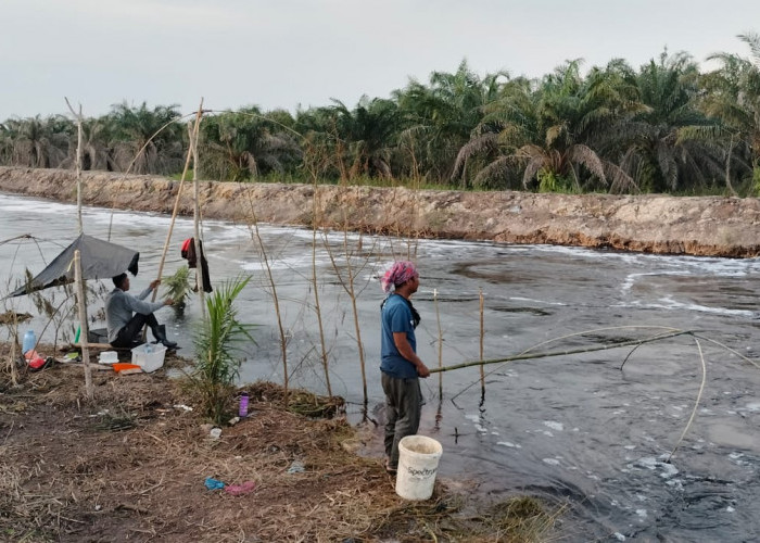 Tradisi Nangkul Ikan di Sungai Hitam Sepucuk, Kayuagung, Menjadi Sumber Cuan Bagi Warga