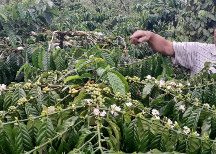 Kopi OKU Selatan: Sebuah Perjalanan Panjang dari Pusat Perkebunan Belanda hingga Menuju Produktivitas Berkuali