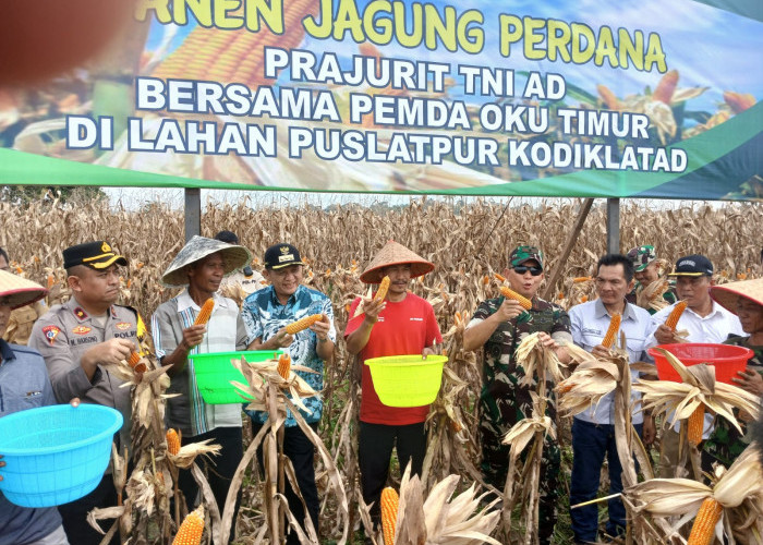 Panen Jagung Perdana TNI AD Bersama Pemda OKU Timur Dorong Kemandirian Pangan Nasional