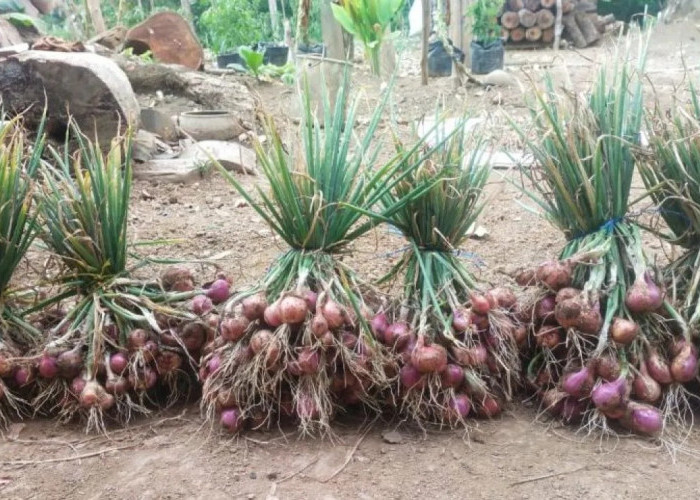 Wujudkan instruksi Megawati Soekarnoputri, Devi Suhartoni pacu sentra bawang merah di Musi Rawas Utara