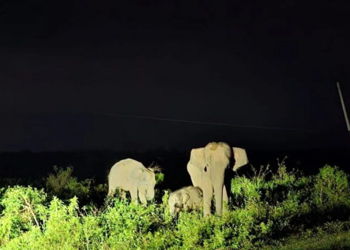 Indonesia alokasikan Rp2 trilun konservasi Taman Nasional Way Kambas