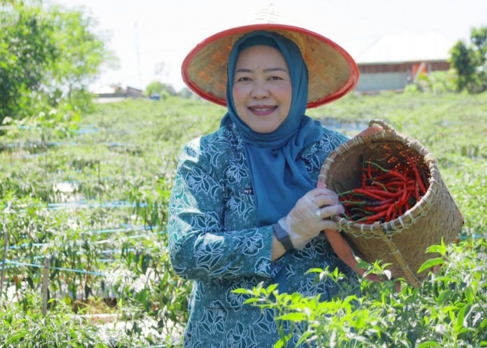Ketua TP-PKK OKU Selatan Panen Cabai di Tanjung Jaya, Dorong Ketahanan Pangan Keluarga
