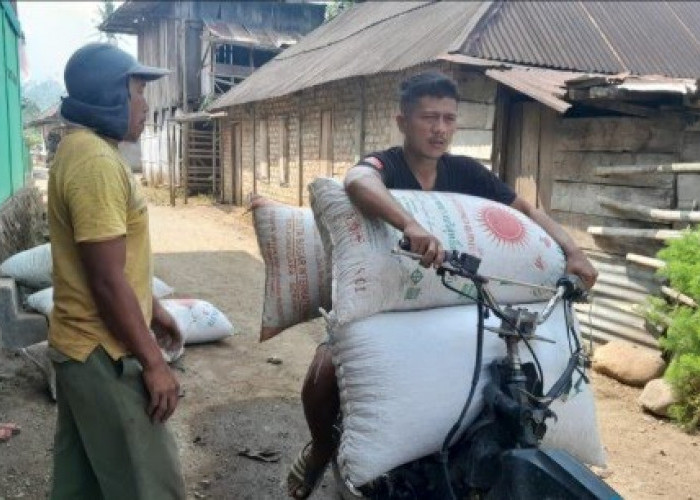Harga Kopi di OKU Selatan Tetap Stabil di Rp50–Rp52 Ribu per Kilo