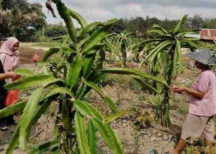 Petani Suku Bali di OKU Selatan Mulai Budidayakan Buah Naga