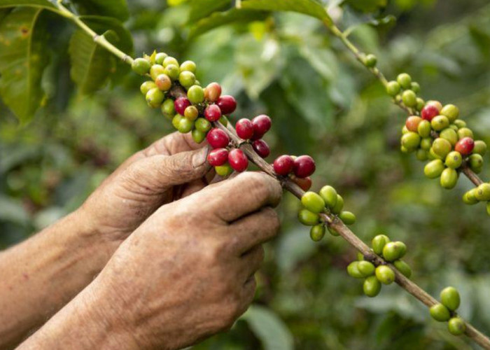 Jelang Musim Panen, Kopi Petani Dicuri di Batang Pohon
