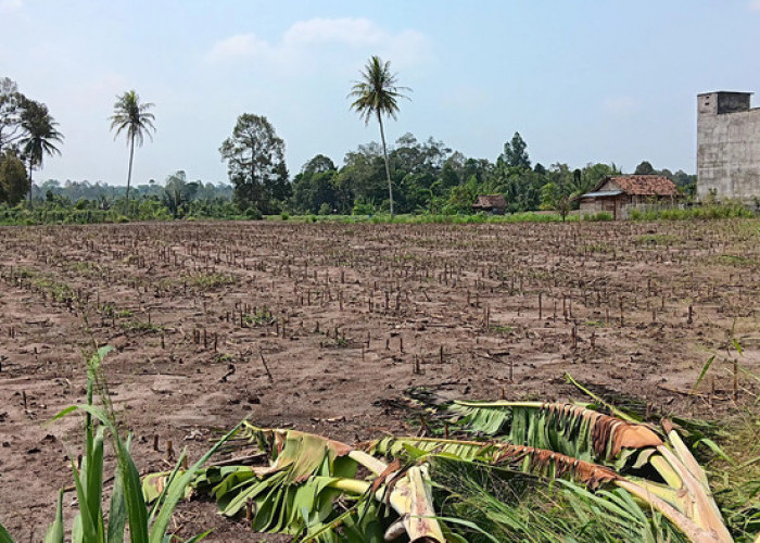 Masuk Musim Hujan, Warga OKU Selatan Mulai Rencana Tanam Jagung