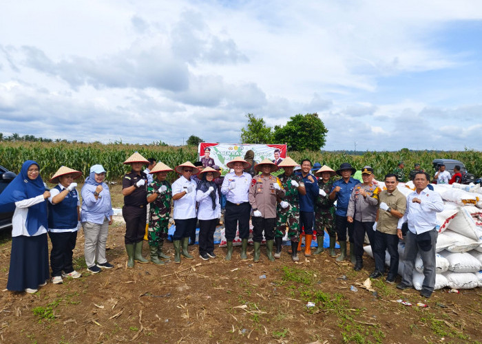 Panen Raya Jagung Serentak di OKU Timur Dukung Swasembada Pangan 2025