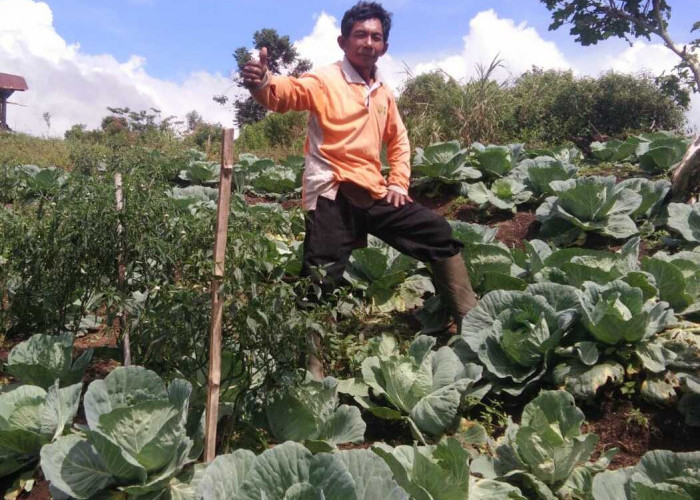 Dukung Program GSMP, Suport lewat Perkebunan Sayur -Sayuran