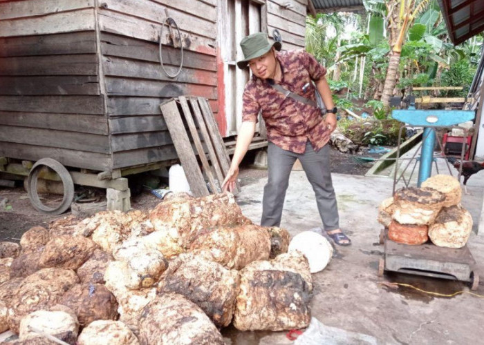 Harga Karet Sumsel Naik Tipis, Petani Diingatkan Jangan Abaikan Kualitas Bokar